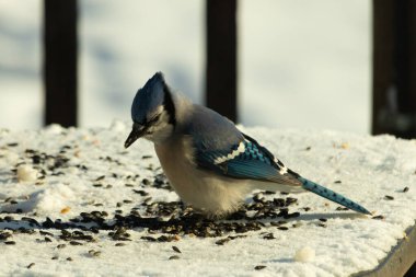 Mavi bir alakarga yemek için beyaz bir sahneye çıktı. Bu güzel kuş, her tarafında kuş yemi olan karların içinde. Corvid 'in oldukça mavi, beyaz ve siyah renkli tüyleri var..