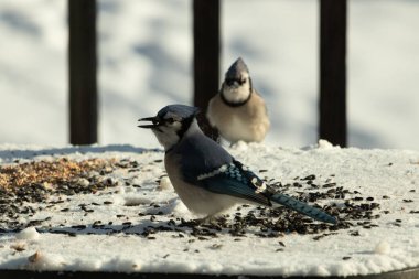 Bu iki güzel mavi alakarga kuş yemi için ortaya çıktı. Etraflarındaki beyaz karlar. Biri yemek yerken diğeri izliyor. Bu kuşların güzel tüyleri turuncu karınlarıyla göze çarpar..