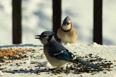 Bu iki güzel mavi alakarga kuş yemi için ortaya çıktı. Etraflarındaki beyaz karlar. Biri yemek yerken diğeri izliyor. Bu kuşların güzel tüyleri turuncu karınlarıyla göze çarpar..