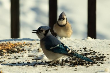 Bu iki güzel mavi alakarga kuş yemi için ortaya çıktı. Etraflarındaki beyaz karlar. Biri yemek yerken diğeri izliyor. Bu kuşların güzel tüyleri turuncu karınlarıyla göze çarpar..