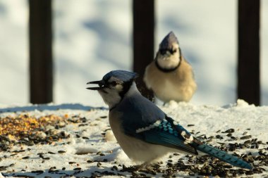 Bu iki güzel mavi alakarga kuş yemi için ortaya çıktı. Etraflarındaki beyaz karlar. Biri yemek yerken diğeri izliyor. Bu kuşların güzel tüyleri turuncu karınlarıyla göze çarpar..