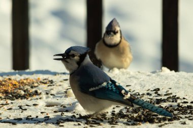 Bu iki güzel mavi alakarga kuş yemi için ortaya çıktı. Etraflarındaki beyaz karlar. Biri yemek yerken diğeri izliyor. Bu kuşların güzel tüyleri turuncu karınlarıyla göze çarpar..
