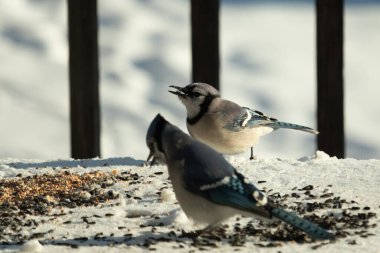 Bu iki güzel mavi alakarga kuş yemi için ortaya çıktı. Etraflarındaki beyaz karlar. Biri yemek yerken diğeri izliyor. Bu kuşların güzel tüyleri turuncu karınlarıyla göze çarpar..