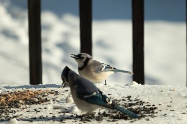 Bu iki güzel mavi alakarga kuş yemi için ortaya çıktı. Etraflarındaki beyaz karlar. Biri yemek yerken diğeri izliyor. Bu kuşların güzel tüyleri turuncu karınlarıyla göze çarpar..