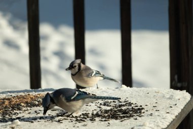Bu iki güzel mavi alakarga kuş yemi için ortaya çıktı. Etraflarındaki beyaz karlar. Biri yemek yerken diğeri izliyor. Bu kuşların güzel tüyleri turuncu karınlarıyla göze çarpar..