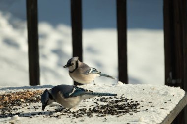 Bu iki güzel mavi alakarga kuş yemi için ortaya çıktı. Etraflarındaki beyaz karlar. Biri yemek yerken diğeri izliyor. Bu kuşların güzel tüyleri turuncu karınlarıyla göze çarpar..