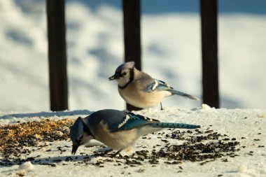 Bu iki güzel mavi alakarga kuş yemi için ortaya çıktı. Etraflarındaki beyaz karlar. Biri yemek yerken diğeri izliyor. Bu kuşların güzel tüyleri turuncu karınlarıyla göze çarpar..