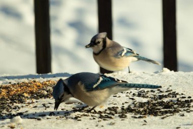 Bu iki güzel mavi alakarga kuş yemi için ortaya çıktı. Etraflarındaki beyaz karlar. Biri yemek yerken diğeri izliyor. Bu kuşların güzel tüyleri turuncu karınlarıyla göze çarpar..