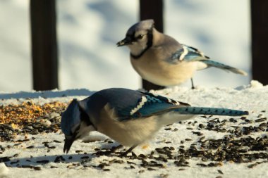 Bu iki güzel mavi alakarga kuş yemi için ortaya çıktı. Etraflarındaki beyaz karlar. Biri yemek yerken diğeri izliyor. Bu kuşların güzel tüyleri turuncu karınlarıyla göze çarpar..