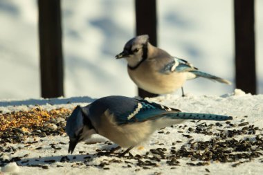 Bu iki güzel mavi alakarga kuş yemi için ortaya çıktı. Etraflarındaki beyaz karlar. Biri yemek yerken diğeri izliyor. Bu kuşların güzel tüyleri turuncu karınlarıyla göze çarpar..