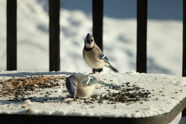 Bu iki güzel mavi alakarga kuş yemi için ortaya çıktı. Etraflarındaki beyaz karlar. Biri yemek yerken diğeri izliyor. Bu kuşların güzel tüyleri turuncu karınlarıyla göze çarpar..