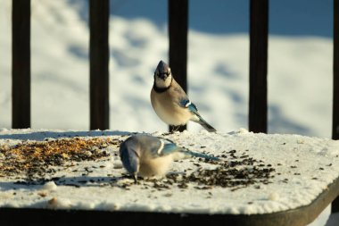 Bu iki güzel mavi alakarga kuş yemi için ortaya çıktı. Etraflarındaki beyaz karlar. Biri yemek yerken diğeri izliyor. Bu kuşların güzel tüyleri turuncu karınlarıyla göze çarpar..