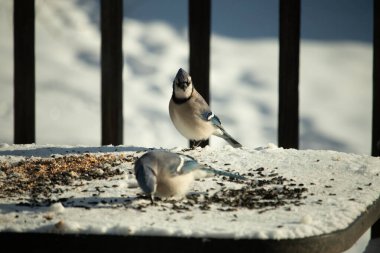 Bu iki güzel mavi alakarga kuş yemi için ortaya çıktı. Etraflarındaki beyaz karlar. Biri yemek yerken diğeri izliyor. Bu kuşların güzel tüyleri turuncu karınlarıyla göze çarpar..