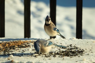 Bu iki güzel mavi alakarga kuş yemi için ortaya çıktı. Etraflarındaki beyaz karlar. Biri yemek yerken diğeri izliyor. Bu kuşların güzel tüyleri turuncu karınlarıyla göze çarpar..