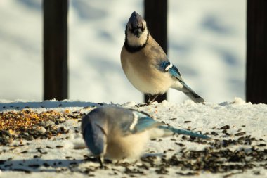 Bu iki güzel mavi alakarga kuş yemi için ortaya çıktı. Etraflarındaki beyaz karlar. Biri yemek yerken diğeri izliyor. Bu kuşların güzel tüyleri turuncu karınlarıyla göze çarpar..