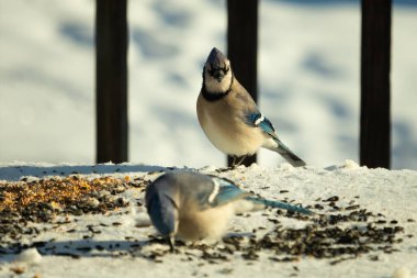 Bu iki güzel mavi alakarga kuş yemi için ortaya çıktı. Etraflarındaki beyaz karlar. Biri yemek yerken diğeri izliyor. Bu kuşların güzel tüyleri turuncu karınlarıyla göze çarpar..