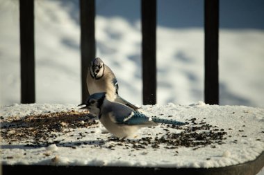 Bu iki güzel mavi alakarga kuş yemi için ortaya çıktı. Etraflarındaki beyaz karlar. Biri yemek yerken diğeri izliyor. Bu kuşların güzel tüyleri turuncu karınlarıyla göze çarpar..
