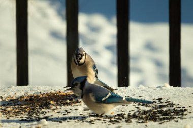 Bu iki güzel mavi alakarga kuş yemi için ortaya çıktı. Etraflarındaki beyaz karlar. Biri yemek yerken diğeri izliyor. Bu kuşların güzel tüyleri turuncu karınlarıyla göze çarpar..