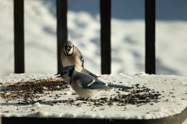 Bu iki güzel mavi alakarga kuş yemi için ortaya çıktı. Etraflarındaki beyaz karlar. Biri yemek yerken diğeri izliyor. Bu kuşların güzel tüyleri turuncu karınlarıyla göze çarpar..