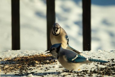 Bu iki güzel mavi alakarga kuş yemi için ortaya çıktı. Etraflarındaki beyaz karlar. Biri yemek yerken diğeri izliyor. Bu kuşların güzel tüyleri turuncu karınlarıyla göze çarpar..