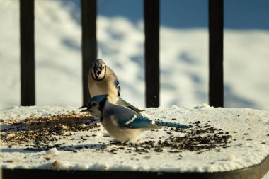 Bu iki güzel mavi alakarga kuş yemi için ortaya çıktı. Etraflarındaki beyaz karlar. Biri yemek yerken diğeri izliyor. Bu kuşların güzel tüyleri turuncu karınlarıyla göze çarpar..