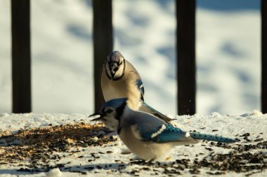 Bu iki güzel mavi alakarga kuş yemi için ortaya çıktı. Etraflarındaki beyaz karlar. Biri yemek yerken diğeri izliyor. Bu kuşların güzel tüyleri turuncu karınlarıyla göze çarpar..