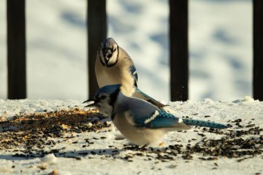Bu iki güzel mavi alakarga kuş yemi için ortaya çıktı. Etraflarındaki beyaz karlar. Biri yemek yerken diğeri izliyor. Bu kuşların güzel tüyleri turuncu karınlarıyla göze çarpar..