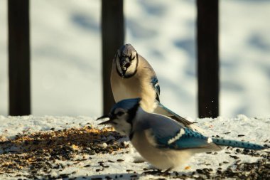 Bu iki güzel mavi alakarga kuş yemi için ortaya çıktı. Etraflarındaki beyaz karlar. Biri yemek yerken diğeri izliyor. Bu kuşların güzel tüyleri turuncu karınlarıyla göze çarpar..