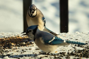 Bu iki güzel mavi alakarga kuş yemi için ortaya çıktı. Etraflarındaki beyaz karlar. Biri yemek yerken diğeri izliyor. Bu kuşların güzel tüyleri turuncu karınlarıyla göze çarpar..