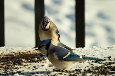 Bu iki güzel mavi alakarga kuş yemi için ortaya çıktı. Etraflarındaki beyaz karlar. Biri yemek yerken diğeri izliyor. Bu kuşların güzel tüyleri turuncu karınlarıyla göze çarpar..