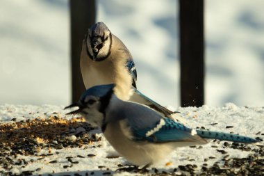 Bu iki güzel mavi alakarga kuş yemi için ortaya çıktı. Etraflarındaki beyaz karlar. Biri yemek yerken diğeri izliyor. Bu kuşların güzel tüyleri turuncu karınlarıyla göze çarpar..
