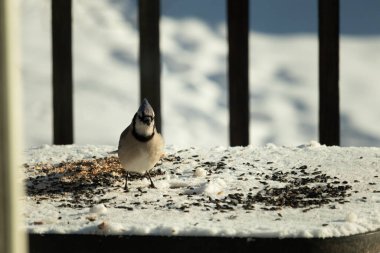 Bu güzel mavi karga bu resim için poz veriyor gibi görünüyor. Bu kuşun etrafındaki kar oldukça beyaz bir zemin oluşturuyor. Tüylerin renkleri turuncu göbek ile gerçekten göze çarpıyor..