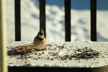 Bu güzel mavi karga bu resim için poz veriyor gibi görünüyor. Bu kuşun etrafındaki kar oldukça beyaz bir zemin oluşturuyor. Tüylerin renkleri turuncu göbek ile gerçekten göze çarpıyor..