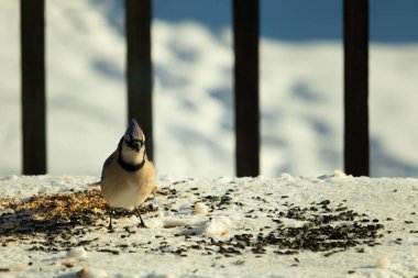 Bu güzel mavi karga bu resim için poz veriyor gibi görünüyor. Bu kuşun etrafındaki kar oldukça beyaz bir zemin oluşturuyor. Tüylerin renkleri turuncu göbek ile gerçekten göze çarpıyor..