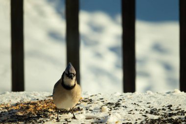 Bu güzel mavi karga bu resim için poz veriyor gibi görünüyor. Bu kuşun etrafındaki kar oldukça beyaz bir zemin oluşturuyor. Tüylerin renkleri turuncu göbek ile gerçekten göze çarpıyor..
