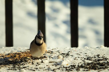 Bu güzel mavi karga bu resim için poz veriyor gibi görünüyor. Bu kuşun etrafındaki kar oldukça beyaz bir zemin oluşturuyor. Tüylerin renkleri turuncu göbek ile gerçekten göze çarpıyor..