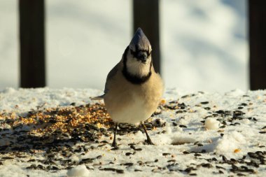 Bu güzel mavi karga bu resim için poz veriyor gibi görünüyor. Bu kuşun etrafındaki kar oldukça beyaz bir zemin oluşturuyor. Tüylerin renkleri turuncu göbek ile gerçekten göze çarpıyor..