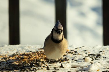 Bu güzel mavi karga bu resim için poz veriyor gibi görünüyor. Bu kuşun etrafındaki kar oldukça beyaz bir zemin oluşturuyor. Tüylerin renkleri turuncu göbek ile gerçekten göze çarpıyor..