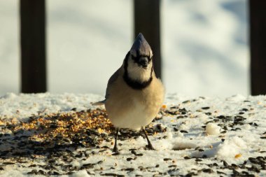 Bu güzel mavi karga bu resim için poz veriyor gibi görünüyor. Bu kuşun etrafındaki kar oldukça beyaz bir zemin oluşturuyor. Tüylerin renkleri turuncu göbek ile gerçekten göze çarpıyor..
