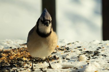 Bu güzel mavi karga bu resim için poz veriyor gibi görünüyor. Bu kuşun etrafındaki kar oldukça beyaz bir zemin oluşturuyor. Tüylerin renkleri turuncu göbek ile gerçekten göze çarpıyor..