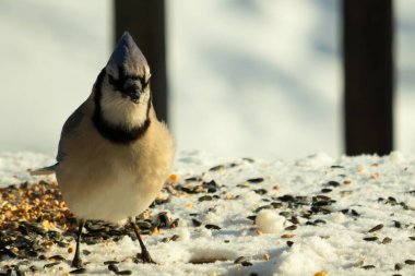 Bu güzel mavi karga bu resim için poz veriyor gibi görünüyor. Bu kuşun etrafındaki kar oldukça beyaz bir zemin oluşturuyor. Tüylerin renkleri turuncu göbek ile gerçekten göze çarpıyor..
