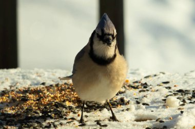 Bu güzel mavi karga bu resim için poz veriyor gibi görünüyor. Bu kuşun etrafındaki kar oldukça beyaz bir zemin oluşturuyor. Tüylerin renkleri turuncu göbek ile gerçekten göze çarpıyor..