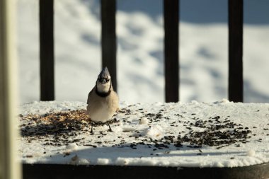 Bu güzel mavi karga bu resim için poz veriyor gibi görünüyor. Bu kuşun etrafındaki kar oldukça beyaz bir zemin oluşturuyor. Tüylerin renkleri turuncu göbek ile gerçekten göze çarpıyor..
