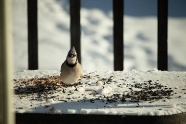Bu güzel mavi karga bu resim için poz veriyor gibi görünüyor. Bu kuşun etrafındaki kar oldukça beyaz bir zemin oluşturuyor. Tüylerin renkleri turuncu göbek ile gerçekten göze çarpıyor..