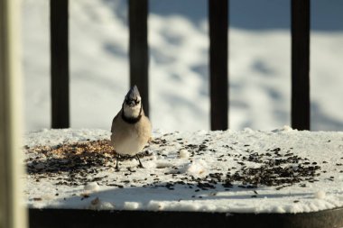 Bu güzel mavi karga bu resim için poz veriyor gibi görünüyor. Bu kuşun etrafındaki kar oldukça beyaz bir zemin oluşturuyor. Tüylerin renkleri turuncu göbek ile gerçekten göze çarpıyor..