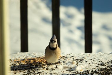 Bu güzel mavi karga bu resim için poz veriyor gibi görünüyor. Bu kuşun etrafındaki kar oldukça beyaz bir zemin oluşturuyor. Tüylerin renkleri turuncu göbek ile gerçekten göze çarpıyor..
