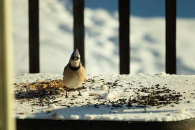 Bu güzel mavi karga bu resim için poz veriyor gibi görünüyor. Bu kuşun etrafındaki kar oldukça beyaz bir zemin oluşturuyor. Tüylerin renkleri turuncu göbek ile gerçekten göze çarpıyor..