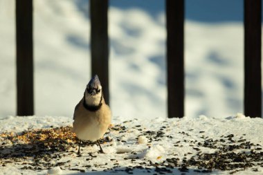 Bu güzel mavi karga bu resim için poz veriyor gibi görünüyor. Bu kuşun etrafındaki kar oldukça beyaz bir zemin oluşturuyor. Tüylerin renkleri turuncu göbek ile gerçekten göze çarpıyor..