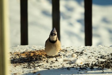 Bu güzel mavi karga bu resim için poz veriyor gibi görünüyor. Bu kuşun etrafındaki kar oldukça beyaz bir zemin oluşturuyor. Tüylerin renkleri turuncu göbek ile gerçekten göze çarpıyor..
