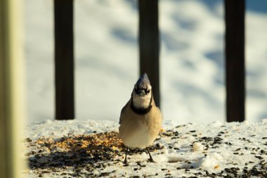 Bu güzel mavi karga bu resim için poz veriyor gibi görünüyor. Bu kuşun etrafındaki kar oldukça beyaz bir zemin oluşturuyor. Tüylerin renkleri turuncu göbek ile gerçekten göze çarpıyor..